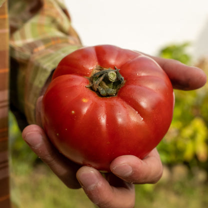 3 Kg de Amante Rosa